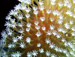 Starburst Nudibranch. by Bill Cain 